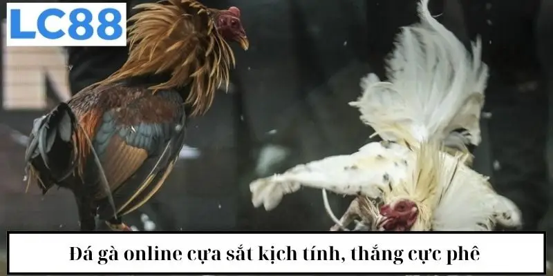 Đá gà online cựa sắt kịch tính, thắng cực phê