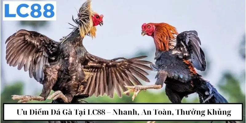 Ưu điểm đá gà tại LC88 - nhanh, an toàn, thưởng khủng 